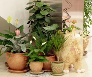 Растения для офиса