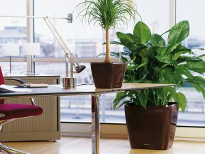 Какие цветы лучше для офиса по фен-шуй?