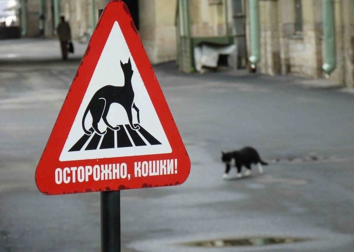 К чему сбить кошку?