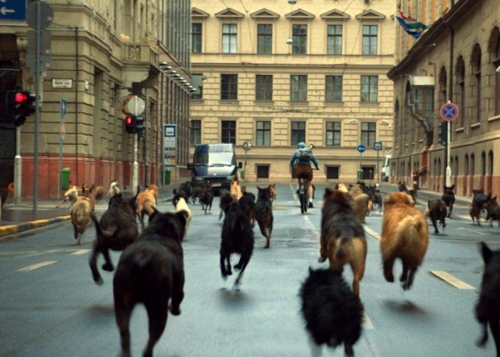 Собаки на дороге