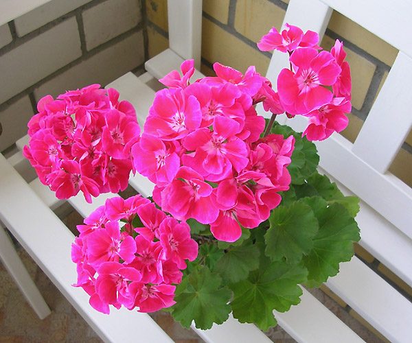 Примета про розовую герань