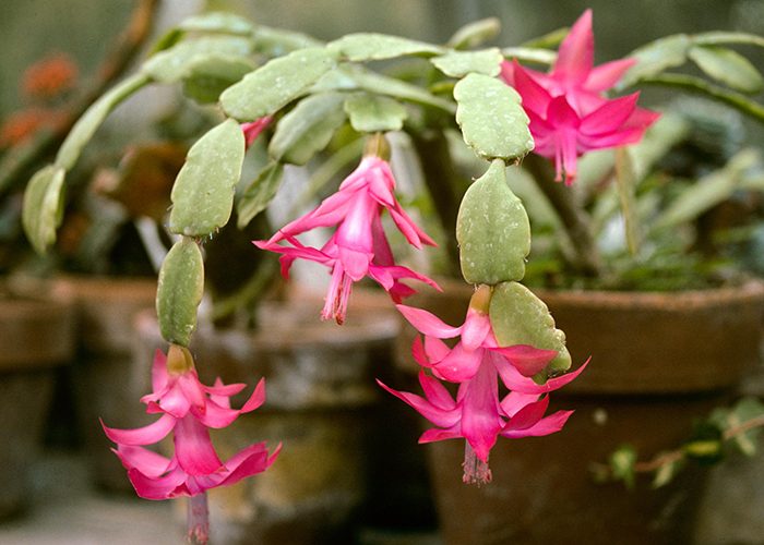 Приметы о декабристе