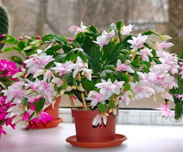 Держать ли декабрист дома?