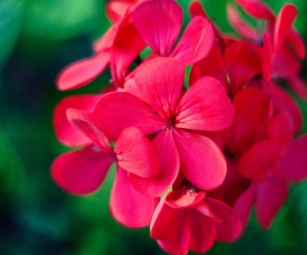 Уход за геранью