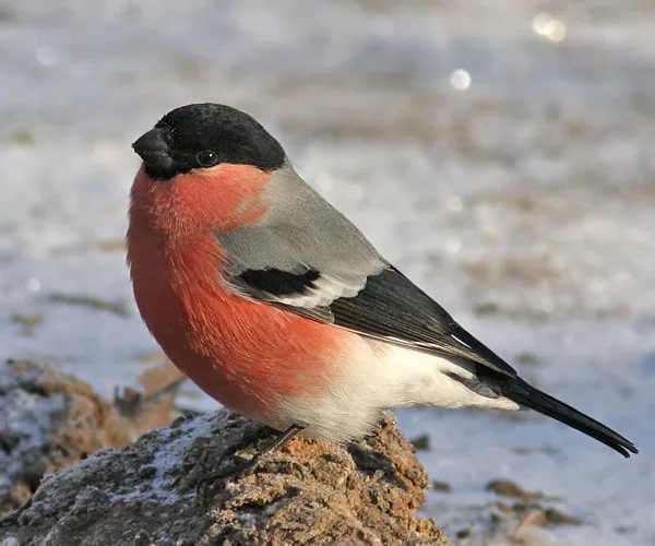 Приметы про снегирей