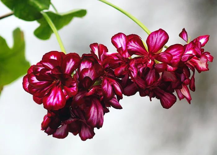 Можно ли выращивать герань?